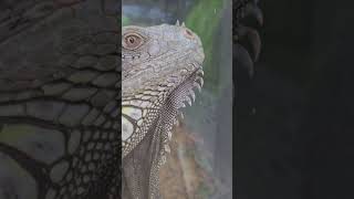 綠鬣蜥 Green IguanaTaipei Zoo [upl. by Jehanna298]