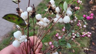 Snowberry Symphoricarpos food or medicine [upl. by Lifton398]