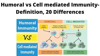 Humoral vs Cell mediated Immunity Definition 20 Differences [upl. by Monti644]