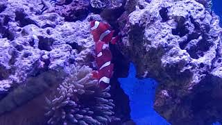 Premnas epigramma  Gold Maroon clownfish [upl. by Salta]