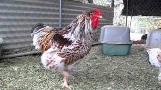 Splash blue laced red Wyandotte rooster [upl. by Yerxa]