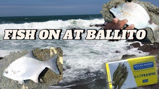 CATCHING BLACK TAIL AND STONE BREAM AT BALLITO BEACH FISH DURBAN SOUTH AFRICA [upl. by Antonie]