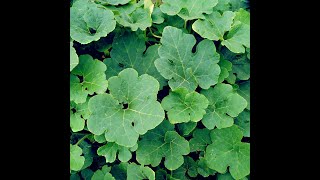 MISHEVEVE  pumpkin leaves [upl. by Penny]