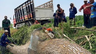 Draining time and energy Cut down many trees across the river ‼️ [upl. by Ecinom]