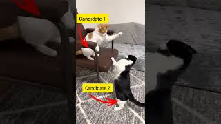 Candidate 1 Vs Candidate 2 shorts wwe cat funny [upl. by Mirilla]