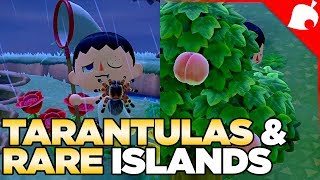 240000 of Tarantulas amp A Rare Fruit Island in 1 Night Animal Crossing New Horizons [upl. by Murphy]