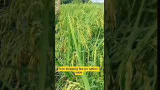 Anong Binhi kaya tofarming happyfarmer happyfarming shortsfeed [upl. by Cesaria]