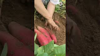 Healthy Sweet Potato🍠🍠 shorts viralvideo [upl. by Seuqram]