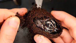 Unboxing the Beetle that makes you feel sleepy just by looking at it Beetle ASMR [upl. by Alaaj]