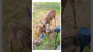 Man rescues baby deer and earns a lifelong friend wholesome animal ￼ [upl. by Fiden741]