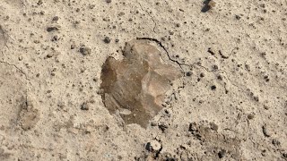 When the creeks dry up hit the fields  Arrowhead Hunting Missouri [upl. by Jaymee687]