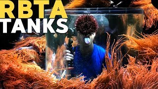 32 RBTAs Tank  Sea World RBTA tank [upl. by Adlare]