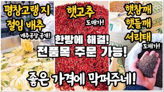 평창배추공장vs제천고추시장고랭지절임배추 햇고추 햇참깨 햇들깨 햇서리태 한방에 돼가로 해결 전품목 주문가능 막퍼주네 시장 요리 김장 김치 고추 참깨 들깨 [upl. by Haraf]