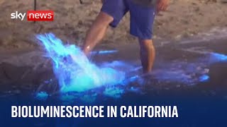 California Bioluminescent waves form as sea plankton appearances become more regular [upl. by Onibas]