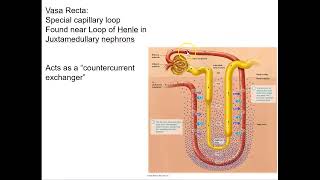 Countercurrent Mechanism [upl. by Aset]