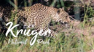 Kruger National Park  Documentary [upl. by Samot]