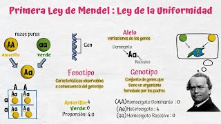 Leyes de Mendel [upl. by Cheatham32]