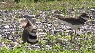 Killdeer Building Nest Charadrius vociferus [upl. by Hercules]