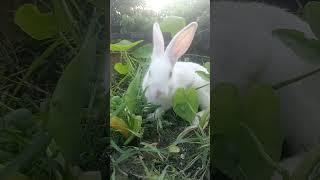 Cute Rabbit beach travel love edm cuteanimals rabbit virulshorts trending [upl. by Rebba776]