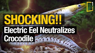 How the electric eel produces electricity⚡ [upl. by Lorelie915]