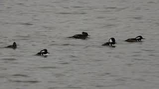 Hooded Merganser Summit Lake [upl. by Frolick388]