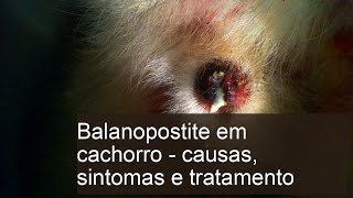 Balanopostite em cachorro  Tudo sobre a doença e tratamento [upl. by Gnouhk]