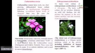 Plant tissue culture root tip culture [upl. by Zerk]