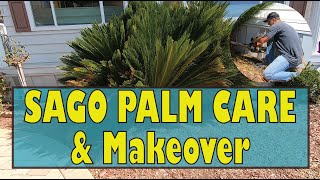 SAGO PALM CARE amp MAKEOVER 4 Before and After Cycas Revoluta [upl. by Bigner]