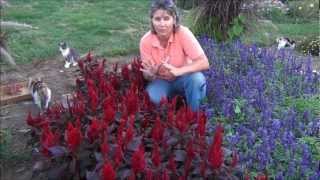 Ep 317 Free Seed Saving Celosia Seed Giveaway 2013 [upl. by Nreval]