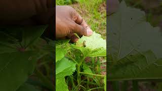 okra vegitables cultivation major pestdamgepestcontrol method viralvideosrilankatrending [upl. by Davon]