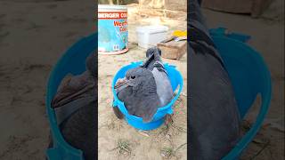 Kalapatai baby treatment birds pigeon kabutar [upl. by Small]