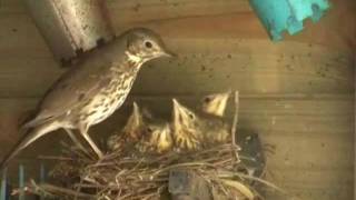 Deel 1 Zanglijsters in nest  2852010Turdus philomelos [upl. by Arianie]