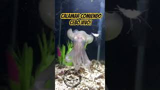 calamar comiendo camarón en pecera😮😮 [upl. by Daza]