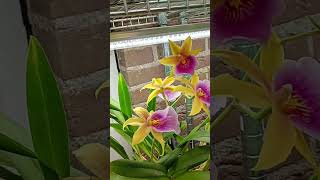 This year has been the best blooming year for my Miltonia Orchids orchid semihydro orchidcare [upl. by Wyly]