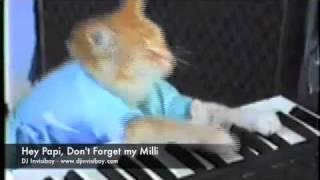 Hey Papi Dont Forget my Mili Video Mashup Keyboard Cat Jay Z Milli Vanilli [upl. by Mame]