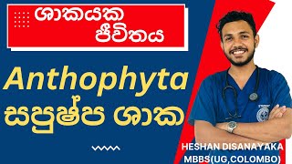 Anthophyta life cycle  සපුෂ්ප ශාකයක ජීවන චක්‍රය [upl. by Aerdnak]