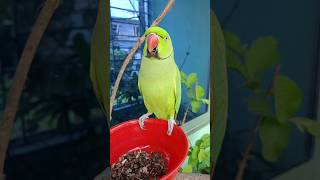 Parrot Chirping Sounds  Parrot Short Video 01 [upl. by Richel69]