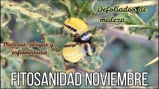 Recorridos de fitosanidad en agaves Noviembre [upl. by Atteiluj]