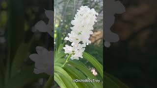 Rhynchostylis coelestis var alba rhynchostylis orchids [upl. by Lafleur]