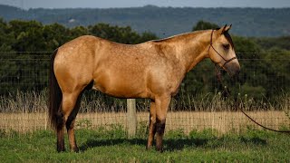 GUNNS  2 year old Reining Futurity Prospect [upl. by Alioz385]