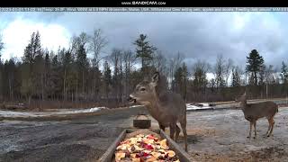 Brownville Maine USA Deer Pantry  01 January 2023 [upl. by Annaerda]