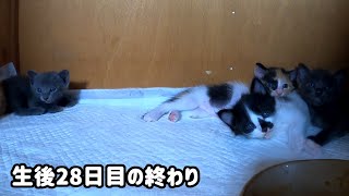 おしっこしたの誰？トイレの砂をかいてたら子猫が覗きに来て可愛かった【生後28日目の終わり】 [upl. by Nirahs]