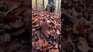 Goats foot🍄Scutiger pescaprae08112024nature forest pilze wild shorts new 4k mushroom [upl. by Eedya]