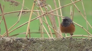 Eastern Black Redstart [upl. by Emiolhs]