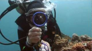 Secrets of the Blenny [upl. by Armbruster]