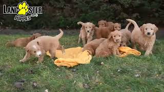 Outgoing Goldendoodle Puppies [upl. by Melc724]