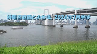 浜離宮庭園とお台場、2024年7月半ば [upl. by Talley247]