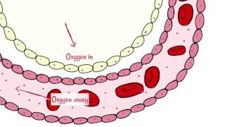 Alveoli Gas Exchange [upl. by Suhcnip]