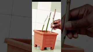 Easiest Method of Rooting Mulberry Tree Cuttings in Soil [upl. by Afrika]