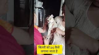 billi ka injection kaise lagta haishortvideo [upl. by Sucy]